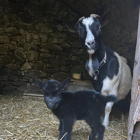 Tipi Nature A L'ombre Des Tilleuls A En Cevennes - Animaux Ferme * Vialas