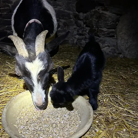 Tipi Nature A L'ombre Des Tilleuls A En Cevennes - Animaux Ferme 럭셔리텐트