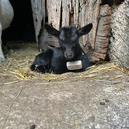 Tipi Nature A L'ombre Des Tilleuls A En Cevennes - Animaux Ferme *