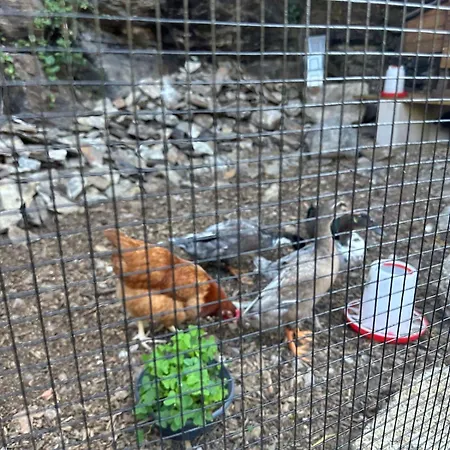 Tipi Nature A L'ombre Des Tilleuls A En Cevennes - Animaux Ferme 럭셔리텐트