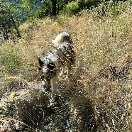 Luksustelt Tipi Nature A L'ombre Des Tilleuls A En Cevennes - Animaux Ferme *