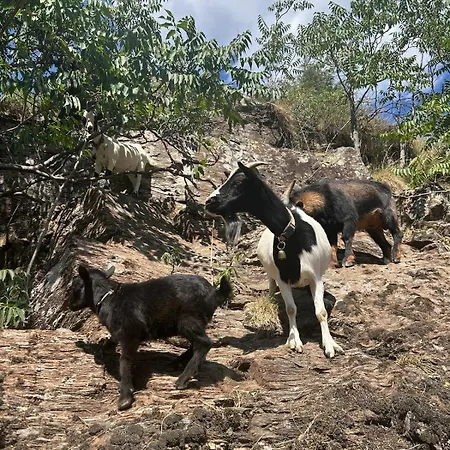 럭셔리텐트 Tipi Nature A L'ombre Des Tilleuls A En Cevennes - Animaux Ferme Vialas