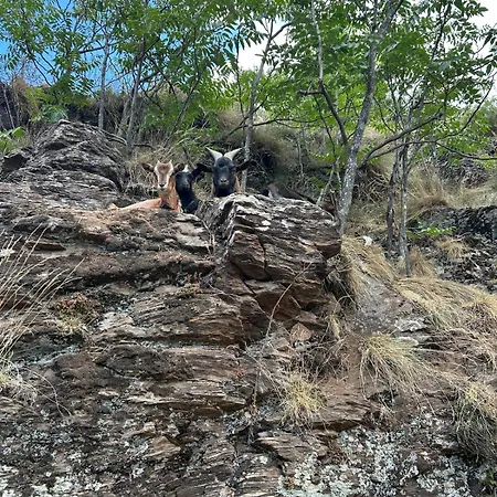 Tipi Nature A L'ombre Des Tilleuls A En Cevennes - Animaux Ferme Luksustelt Vialas