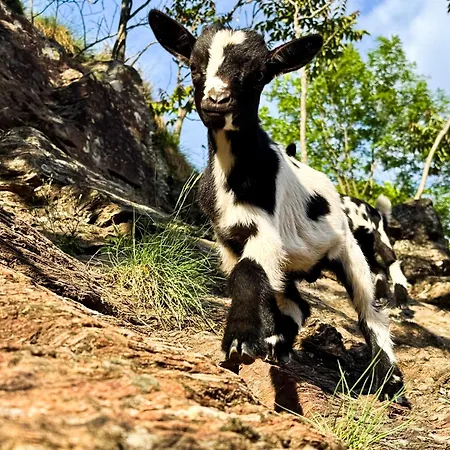 Luxe tent Tipi Nature A L'ombre Des Tilleuls A En Cevennes - Animaux Ferme Vialas