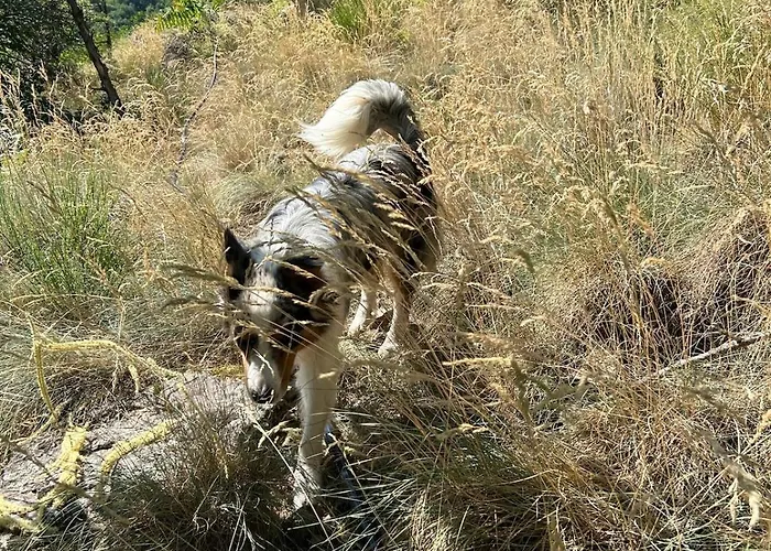 Lüks kamp alanı Tipi Nature A L'ombre Des Tilleuls A En Cevennes *