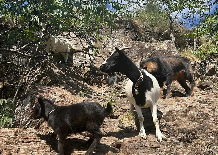 Lüks kamp alanı Tipi Nature A L'ombre Des Tilleuls A En Cevennes Vialas