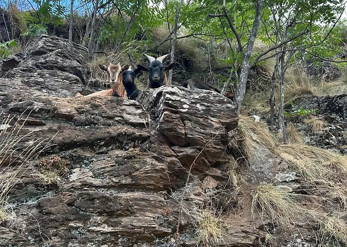 Tipi Nature A L'ombre Des Tilleuls A En Cevennes Lüks kamp alanı Vialas